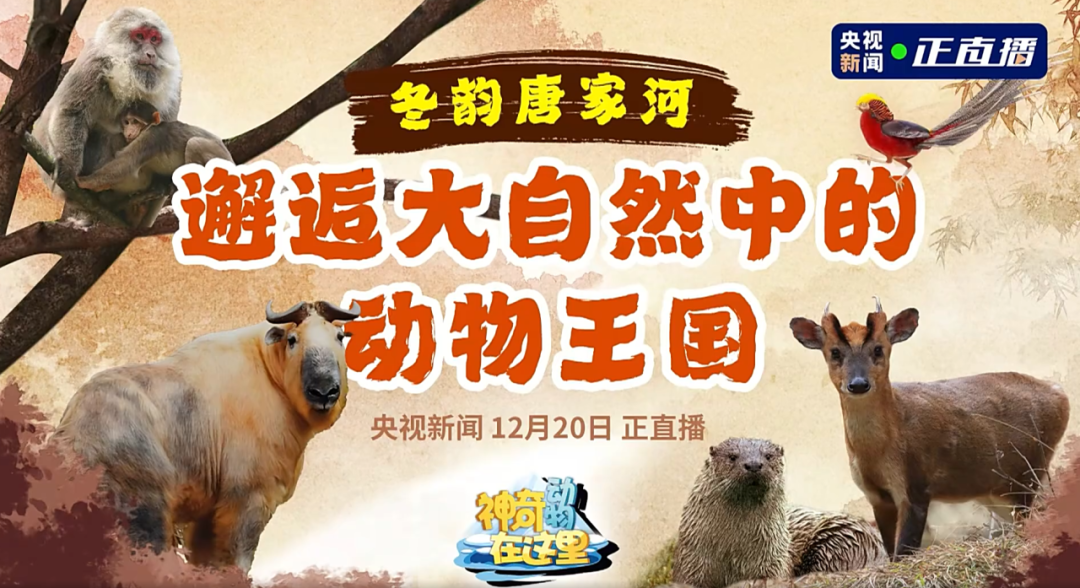 媒体聚焦 | 央视新闻走进唐家河，邂逅冰雪童话世界的动物王国